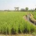 Oknum Wakil Ketua BPD di Babulu Diduga Alih Fungsi Lahan Sawah Jadi Lahan Sawit, Masyarakat Sampaikan Surat Terbuka