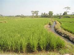 Oknum Wakil Ketua BPD di Babulu Diduga Alih Fungsi Lahan Sawah Jadi Lahan Sawit, Masyarakat Sampaikan Surat Terbuka