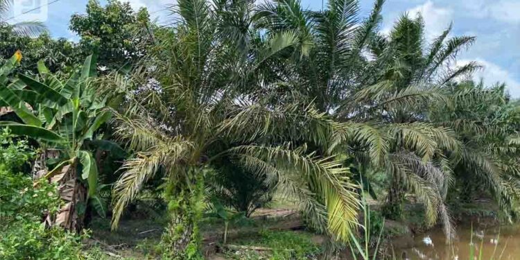 LSM Guntur Soroti Dugaan Alih Fungsi Lahan Eks Transmigrasi Menjadi Perkebunan Sawit